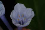 Virginia bluebells